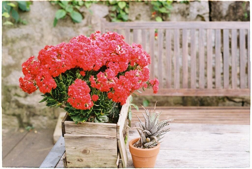How to Fix a Kalanchoe Growing Too Tall and Leggy