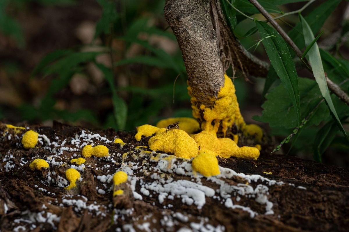Why Garden Mulch Gets Moldy and How to Fix It