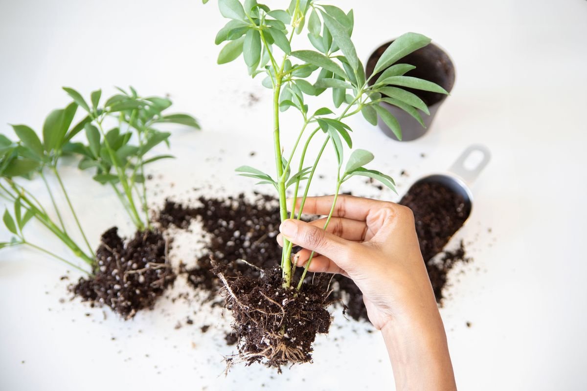 Why Your Dieffenbachia Is Leggy and How to Fix It