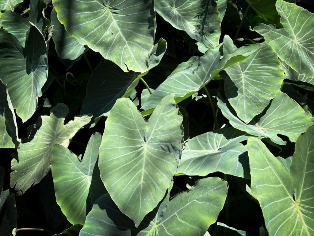 Why Your Elephant Ear Plant Is Dying and How to Save It Why Your Elephant Ear Plant Is Dying and How to Save It