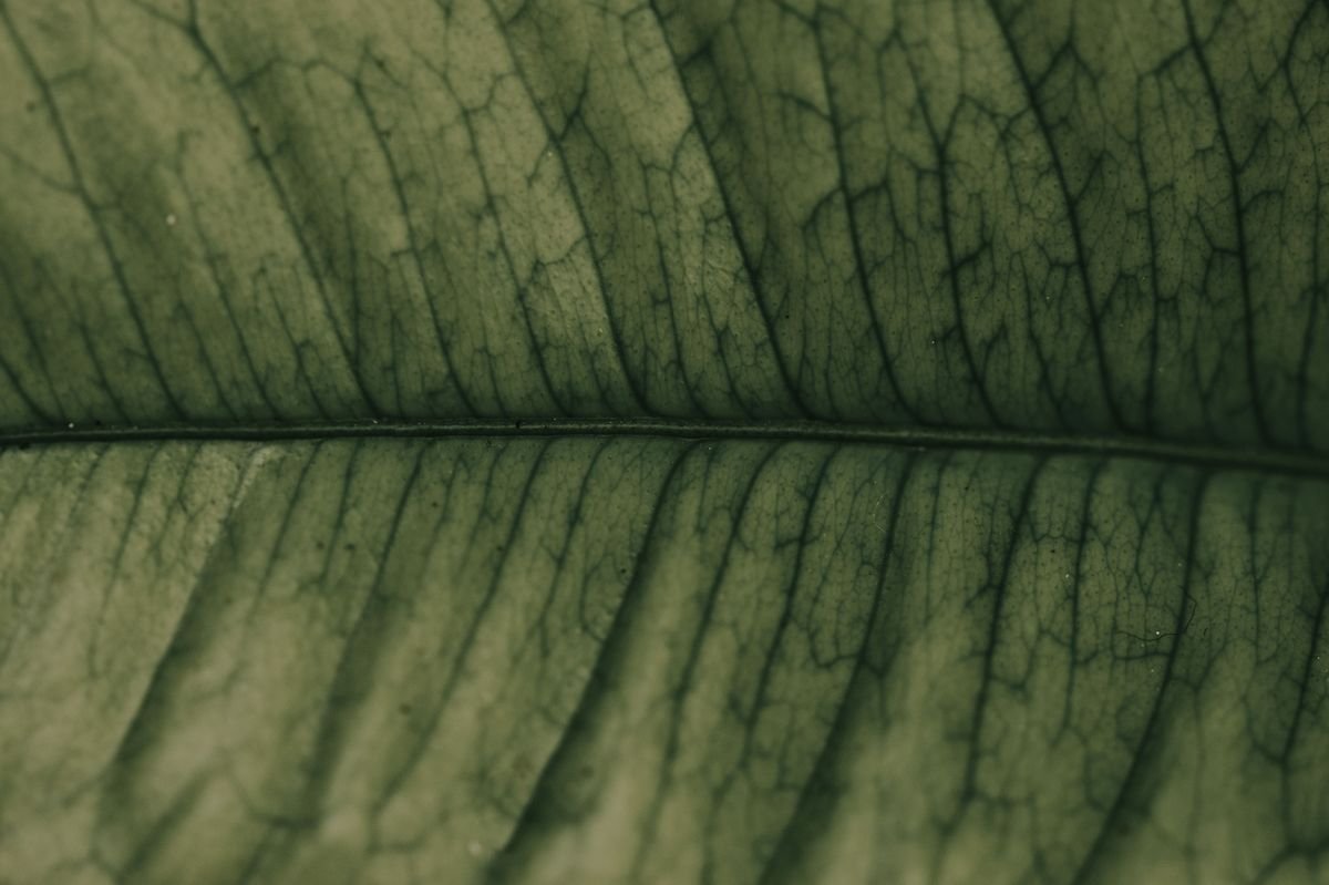 Can Plants Survive Without Carbon Dioxide