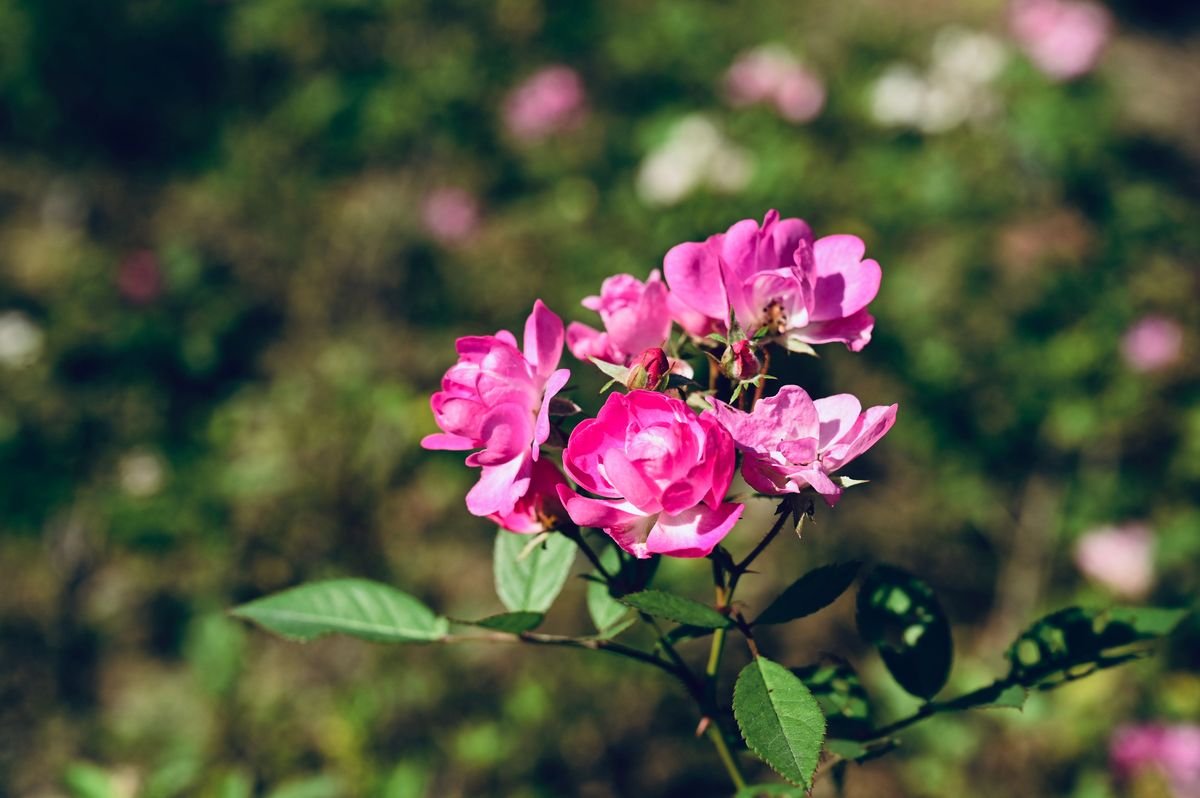 Why Rose Leaves Turn Yellow and How to Fix Them