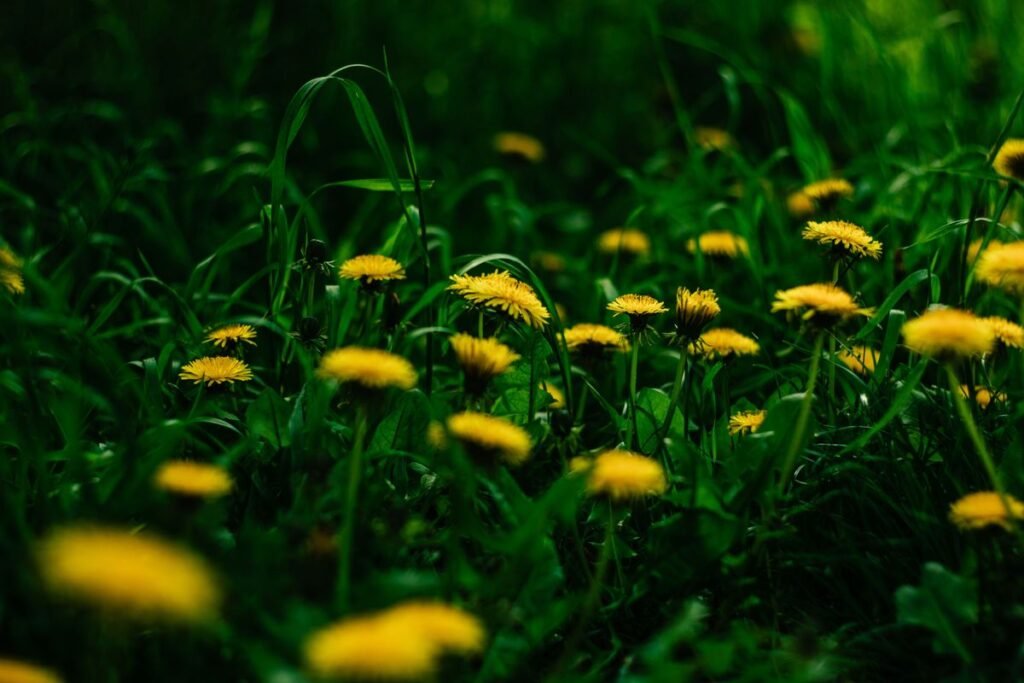 How to Make Powerful Garden Fertilizer from Lawn Dandelions How to Make Powerful Garden Fertilizer from Lawn Dandelions