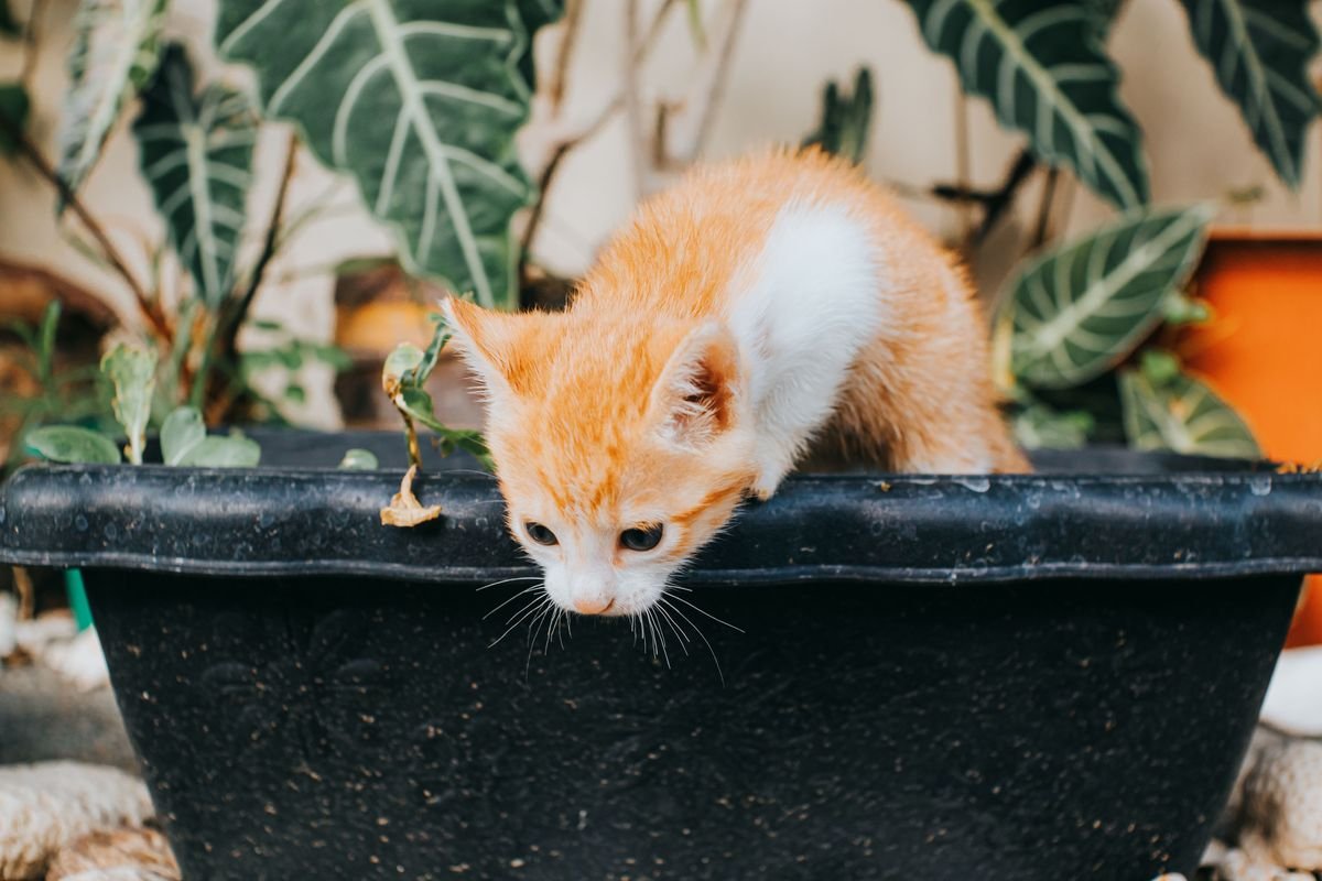Boston Ferns and Pets Safety Guide