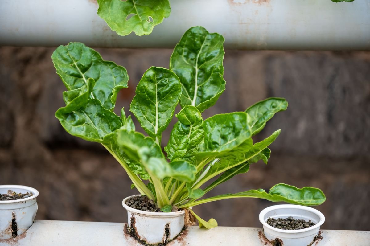 How to Add Sulfur to Soil Naturally