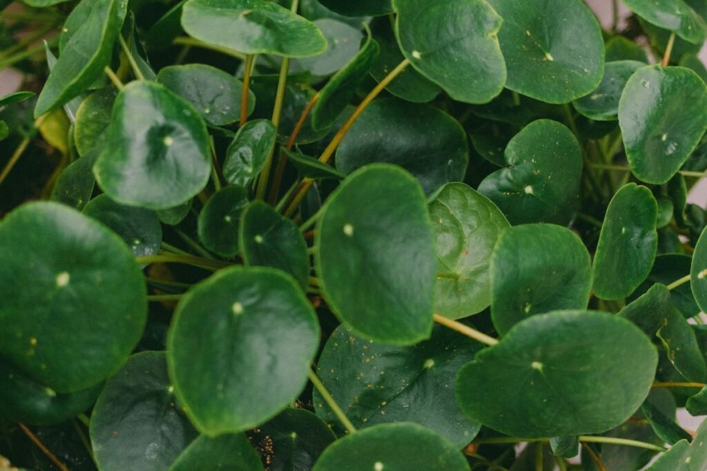 Why Your Chinese Money Plant Is Drooping and How to Fix It Why Your Chinese Money Plant Is Drooping and How to Fix It