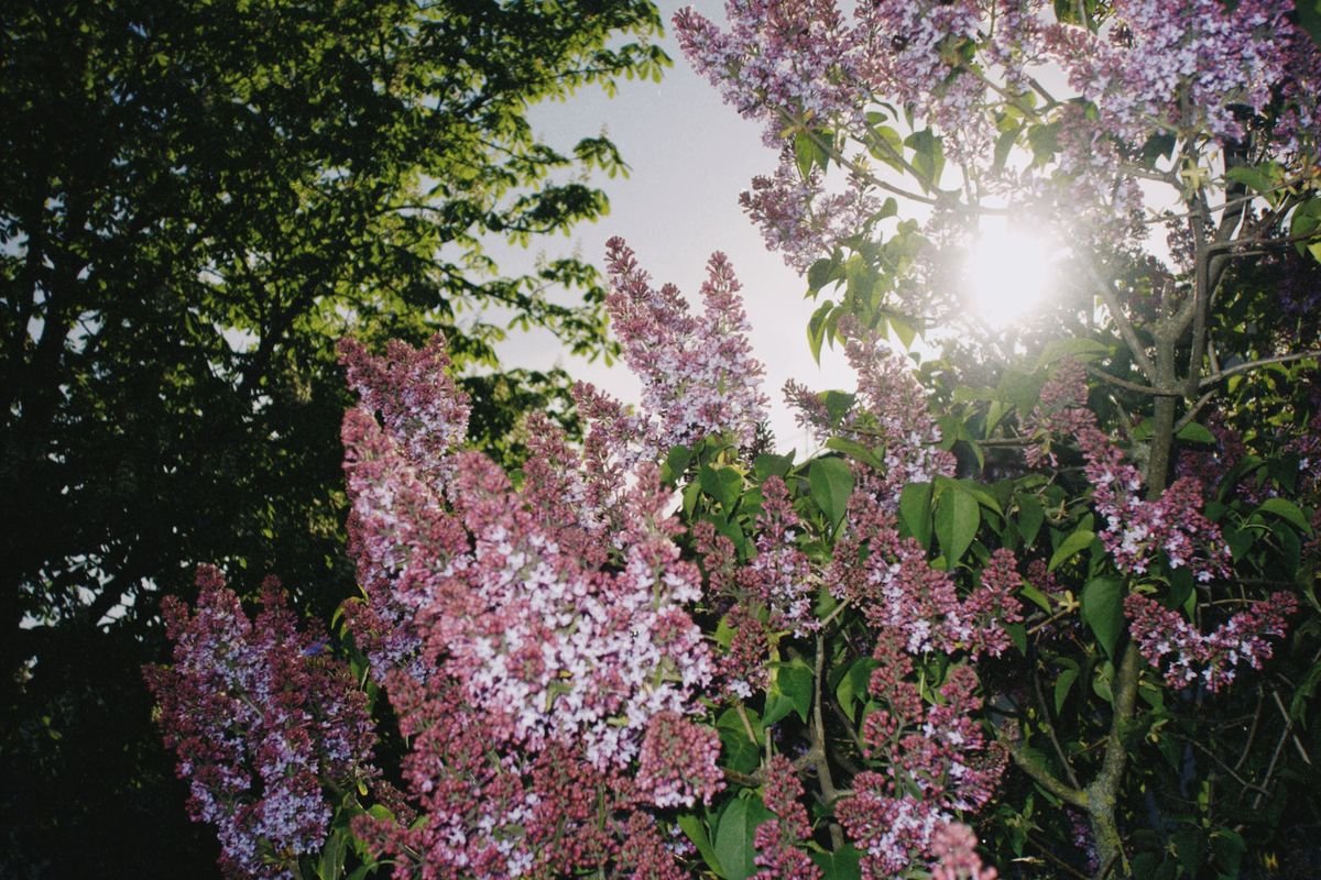 How Fast Do Lilac Bushes Grow and How to Speed Up Growth