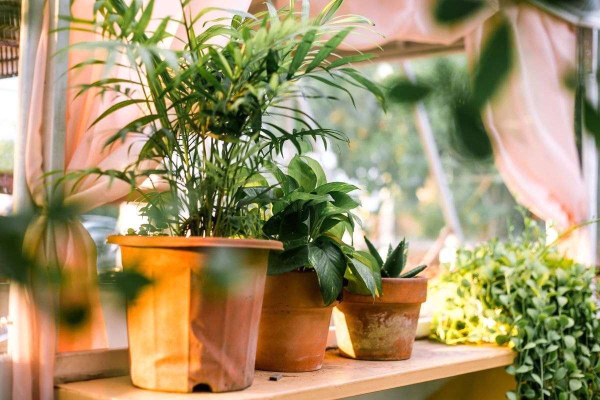 Why Your Bromeliad Is Dying and How to Save It