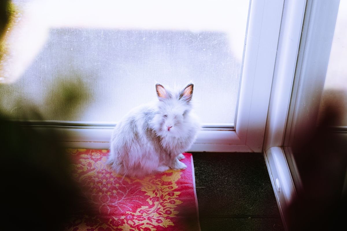Can Rabbits Eat Pothos Plants and How to Keep Them Safe