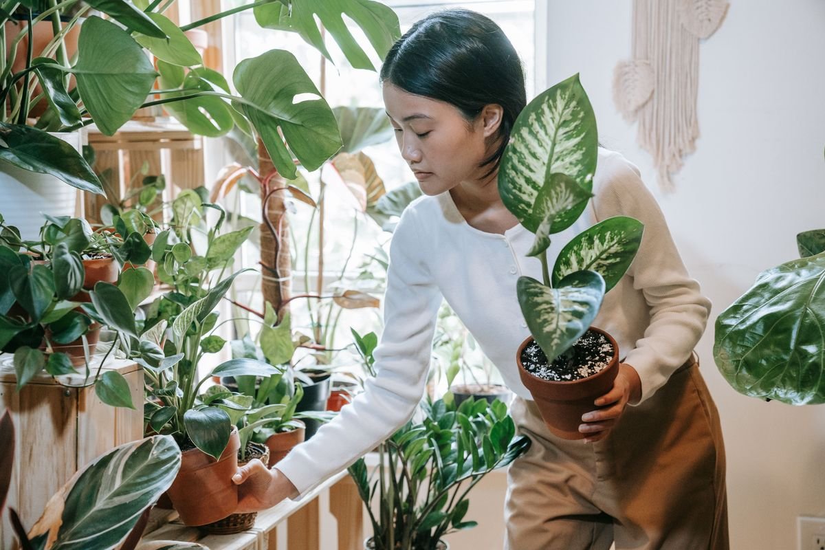 Complete Guide to Cleaning Monstera Leaves Safely and Effectively