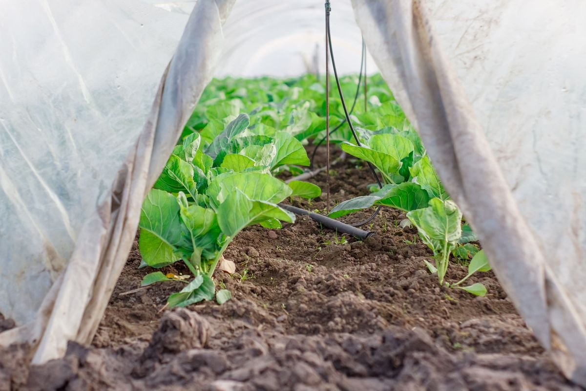 Best Cold Hardy Crops for Your Winter Vegetable Garden