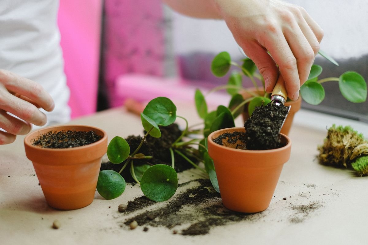 The Best Soil for Snake Plants and How to Make Your Own Mix