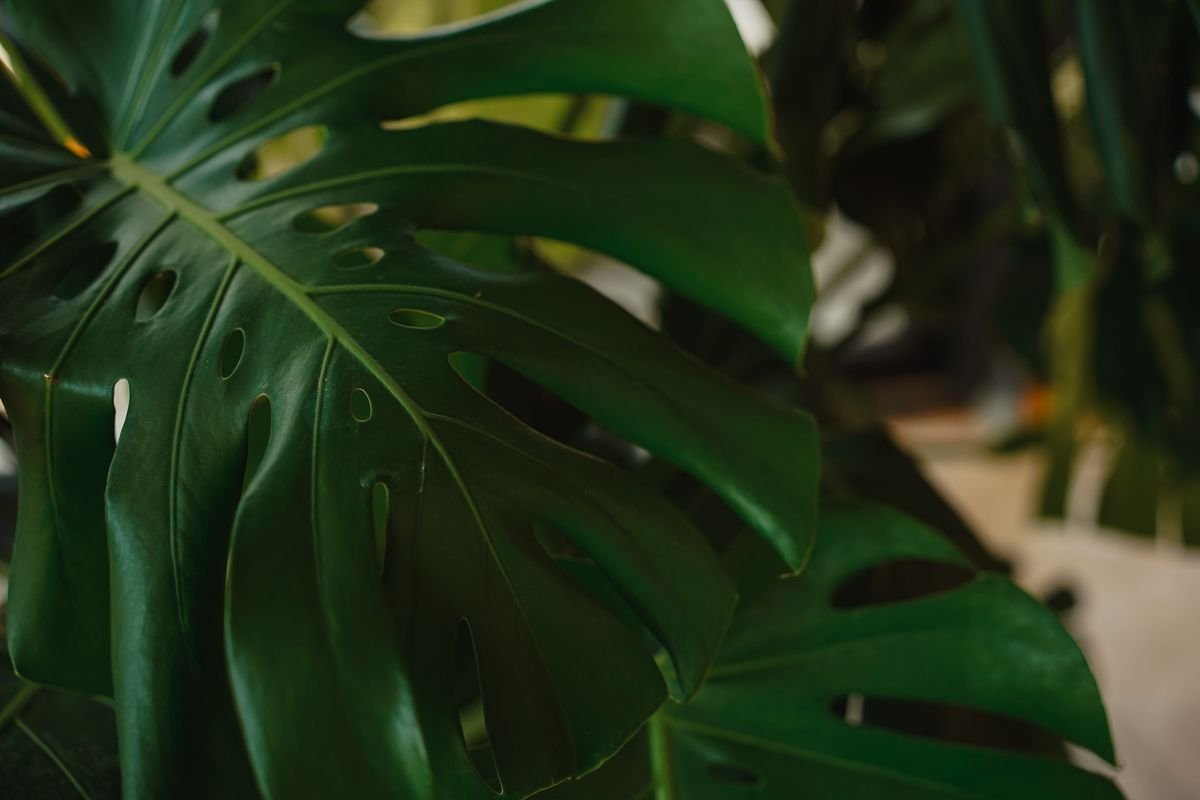 Do Plants Need Darkness to Grow and Stay Healthy