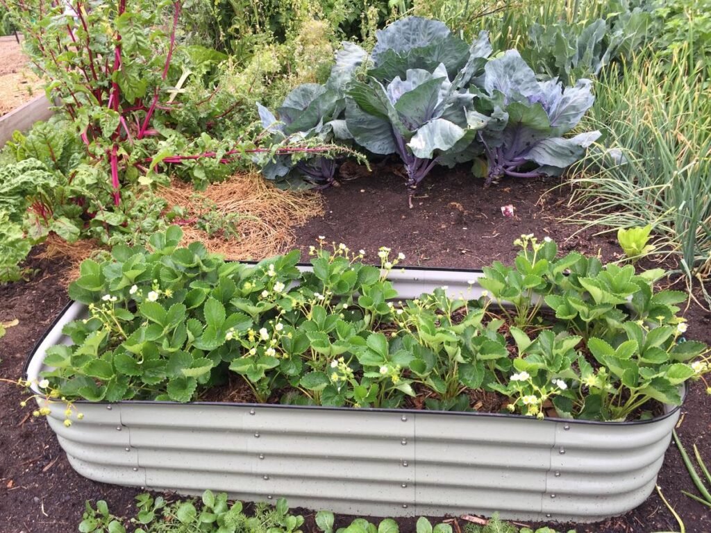 How to Design a Beautiful and Edible Salad Garden How to Design a Beautiful and Edible Salad Garden