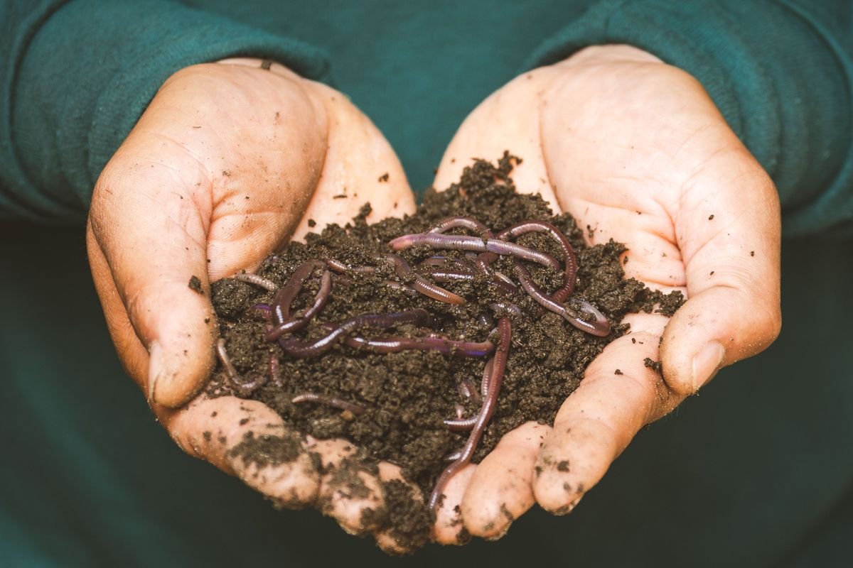 How to Rejuvenate Old Potting Soil for Healthy Plants