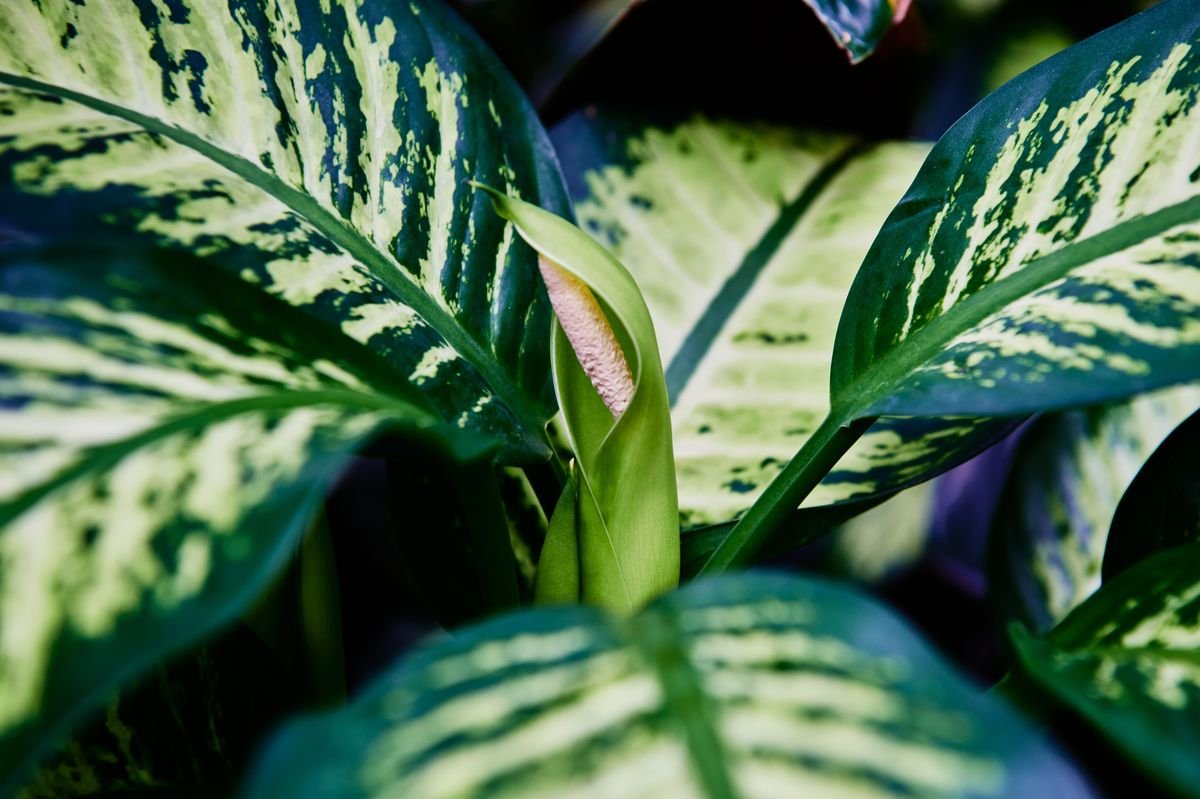 Dieffenbachia vs Peace Lily Care and Comparison Guide