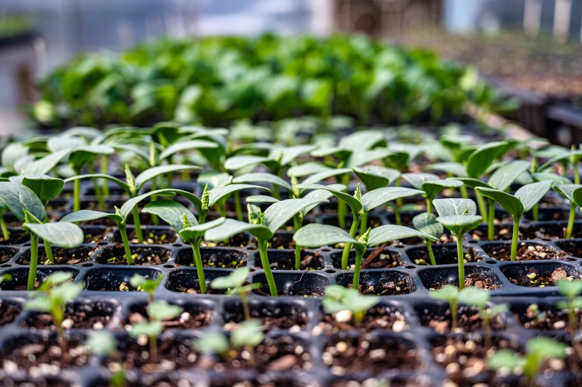 How to Harden Off Seedlings for Garden Success