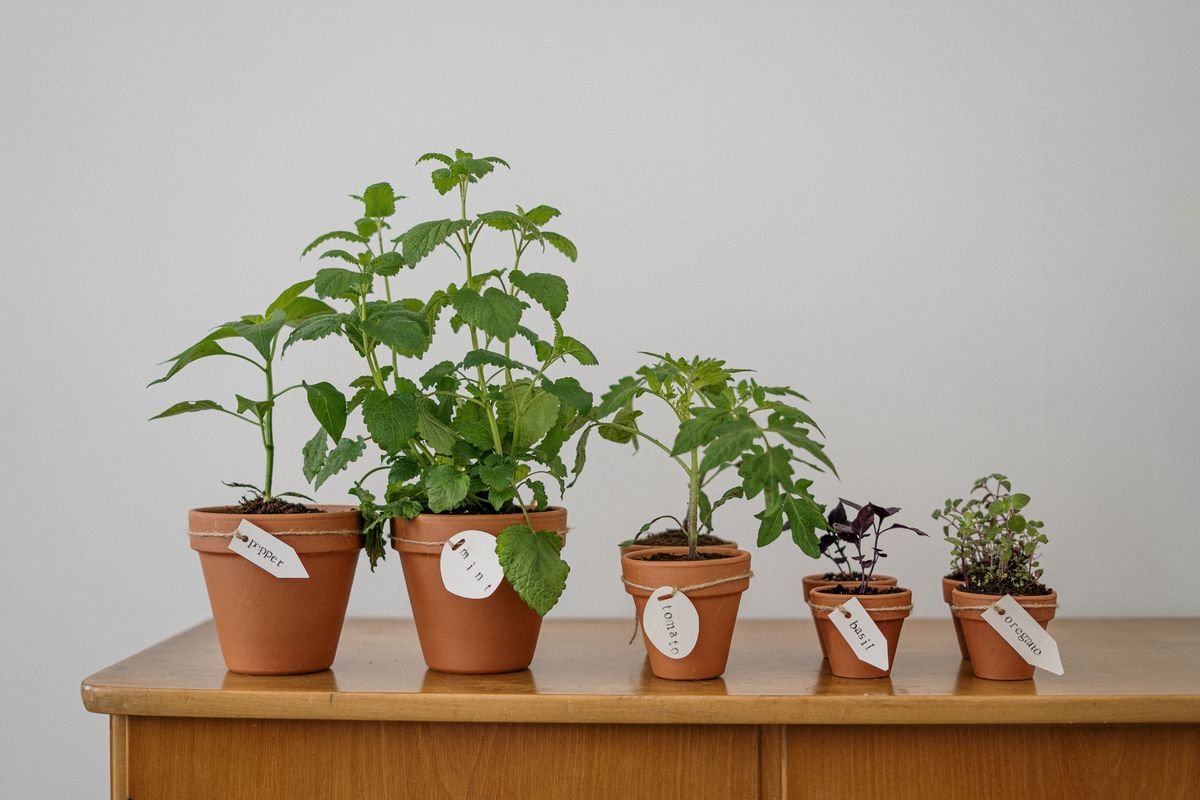 Growing Fresh Herbs and Greens in Vertical Gardens