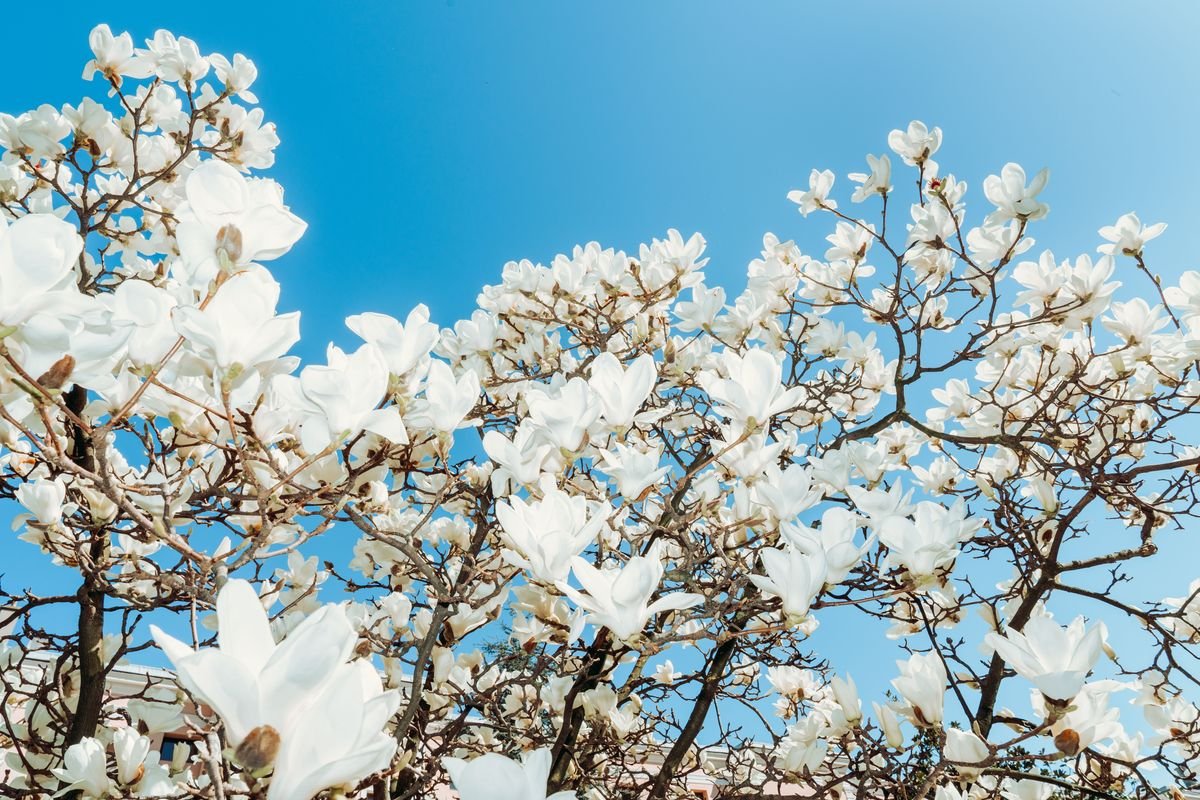Gardenia vs Magnolia: Key Differences and Growing Tips