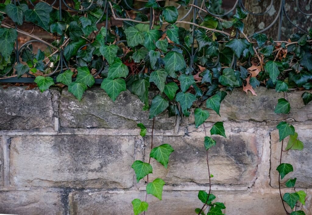 How Fast Does Ivy Grow on a Fence How Fast Does Ivy Grow on a Fence