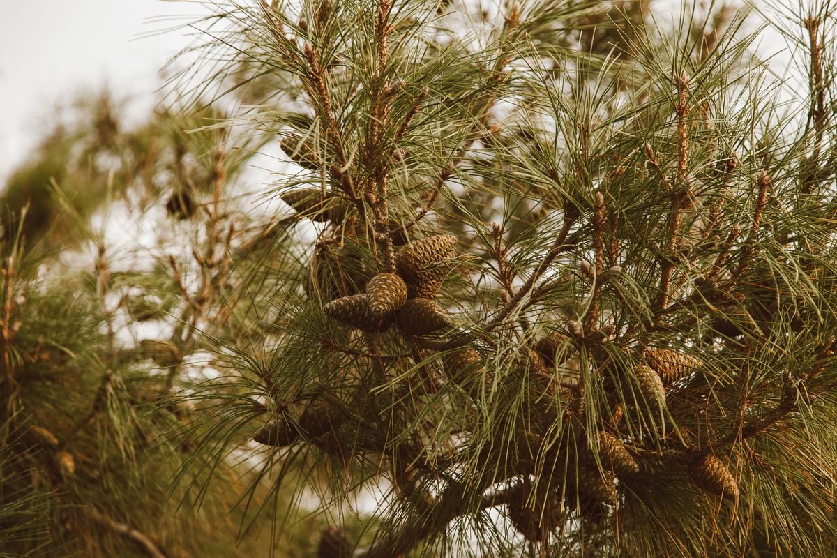 Remarkable Benefits of Planting Pine Trees on Your Property