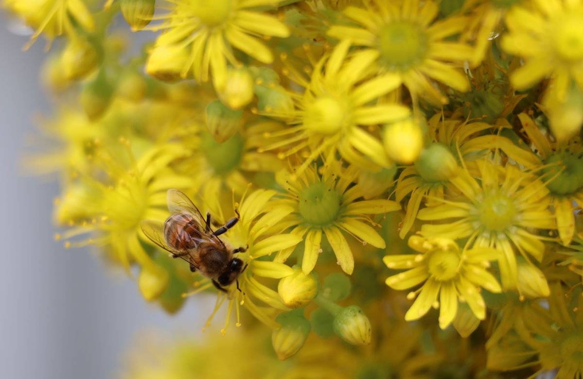 The Hidden Dangers of Garden Pesticides and Safer Alternatives