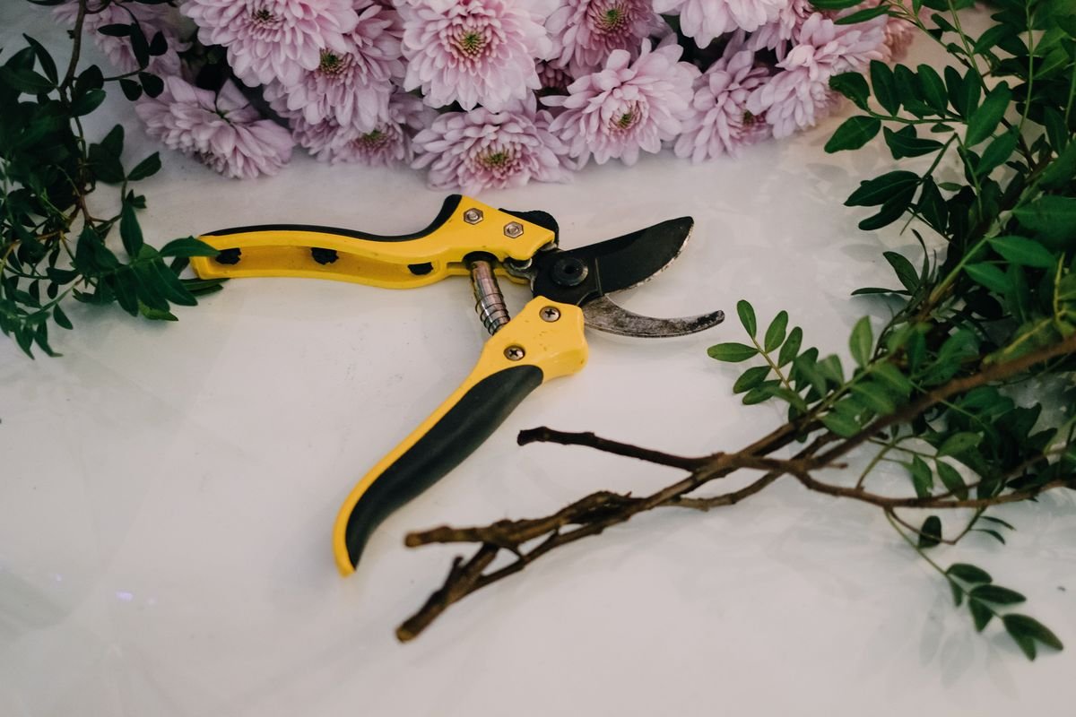 How Long Orchid Flowers Last and Ways to Make Them Bloom Longer