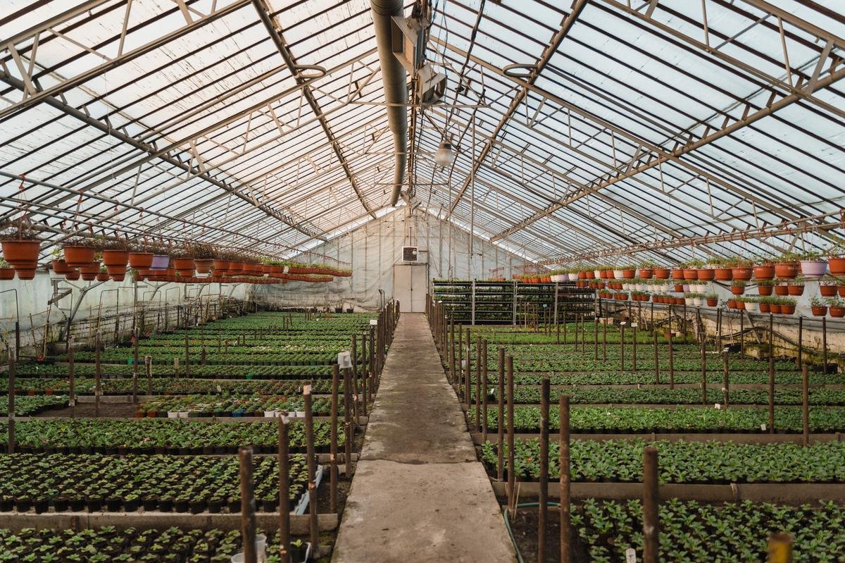 Why Growing Plants from Seed Is Worth the Effort
