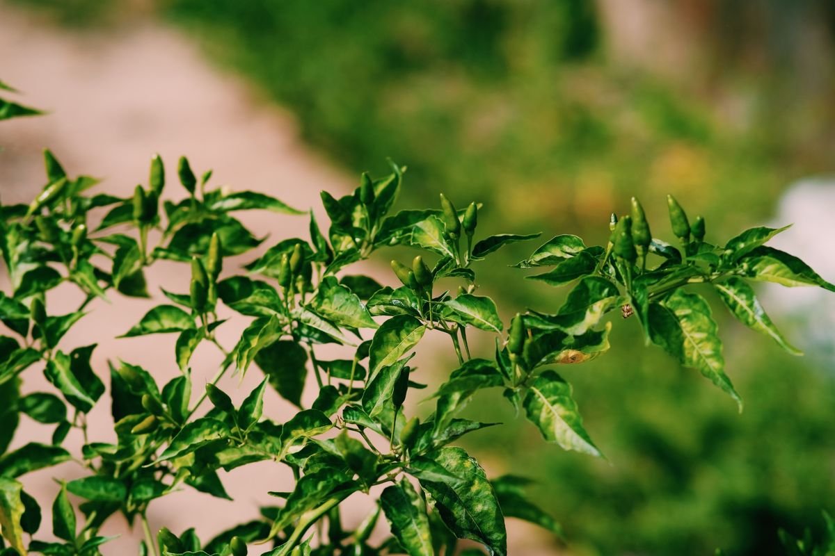 How to Protect Your Spicy Crops from Frost and Extreme Heat