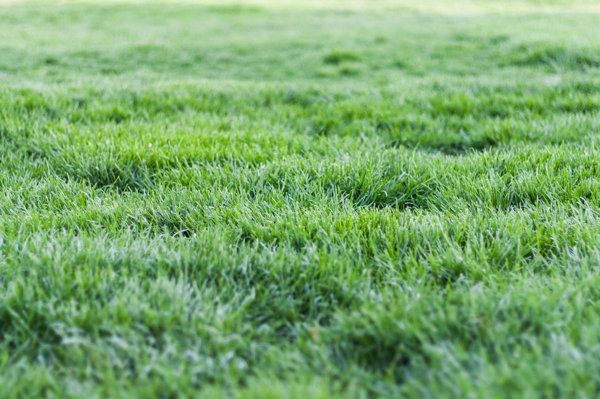 Why Your Grass Turns Brown After Heavy Rain and How to Fix It