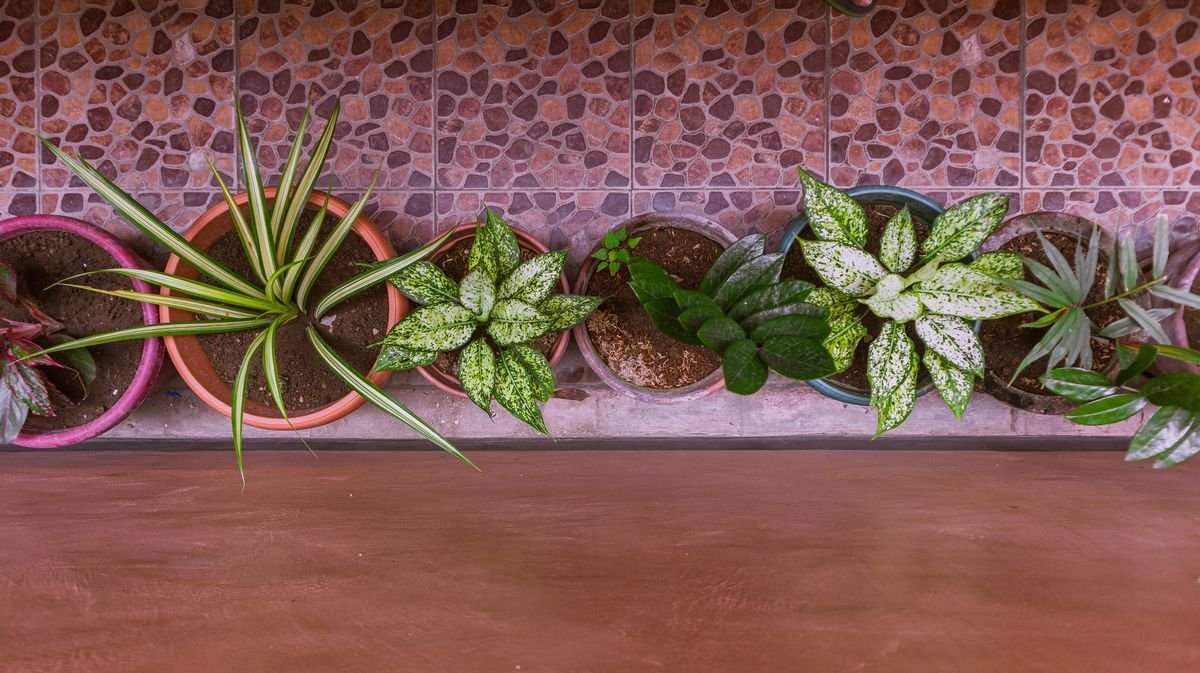 Great Plants That Look or Behave Like Dieffenbachia