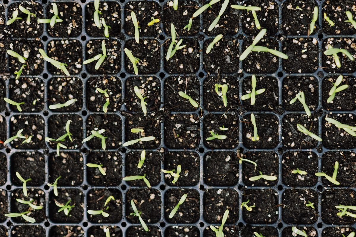 Smart Succession Planting Tips for a Continuous Garden Harvest