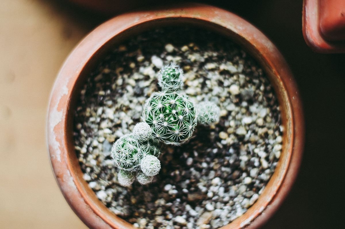 How Big Do Aloe Plants Get and How to Manage Their Size