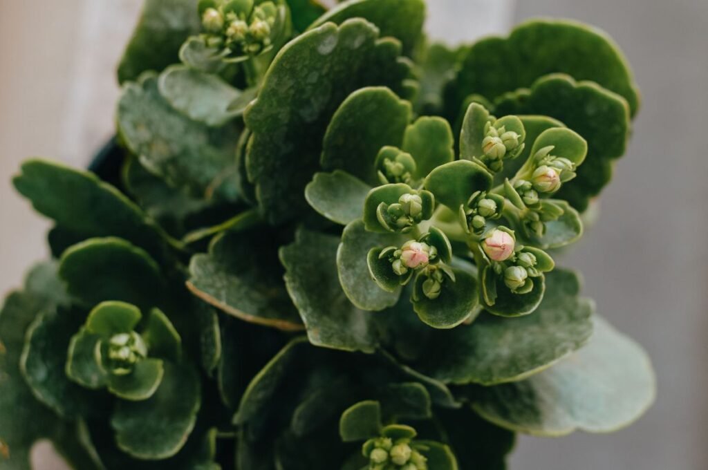 Kalanchoe and Calandiva Plant Differences and Care Kalanchoe and Calandiva Plant Differences and Care