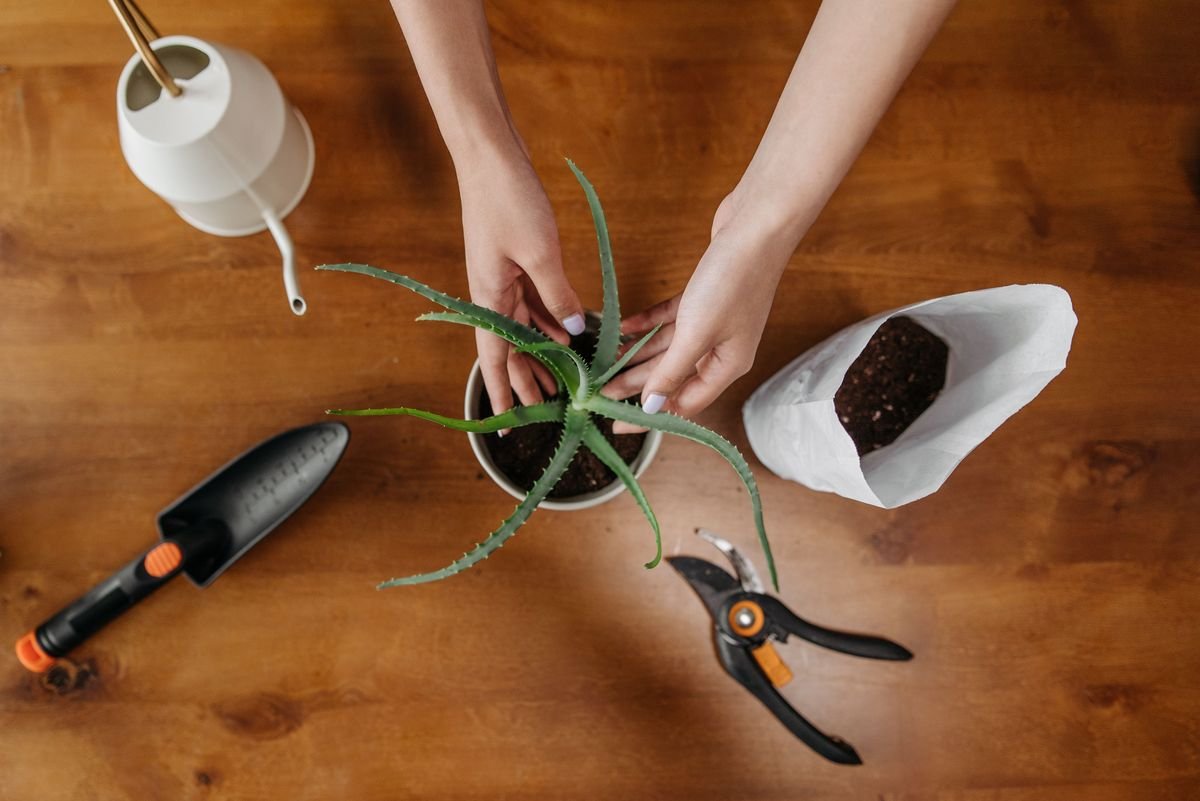 How Big Do Aloe Plants Get and How to Manage Their Size