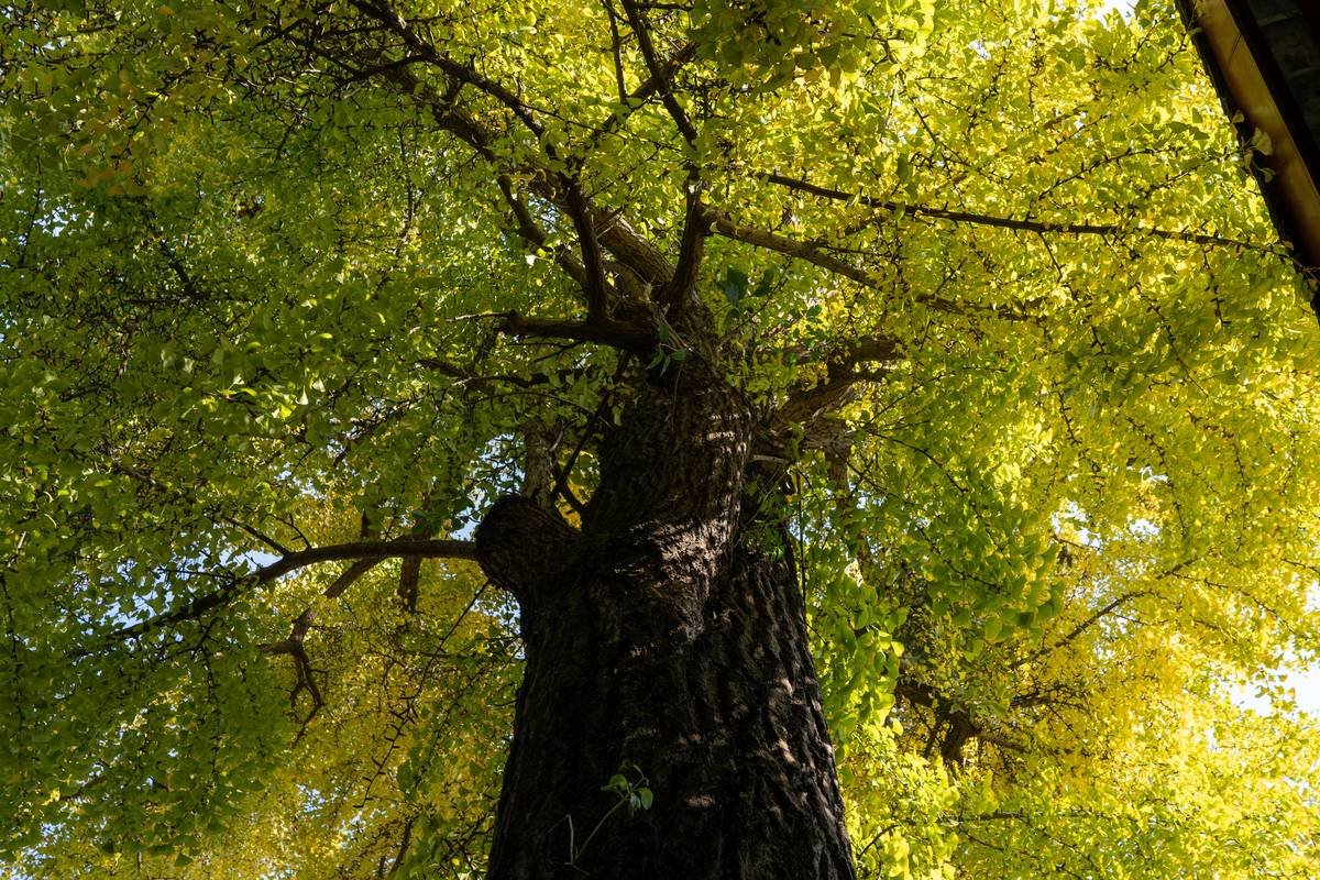 Do Woodpeckers Kill Trees and How to Protect Your Yard