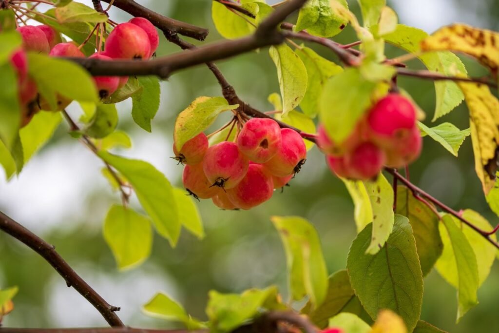 Crabapple vs Apple Tree Differences and Growing Guide Crabapple vs Apple Tree Differences and Growing Guide
