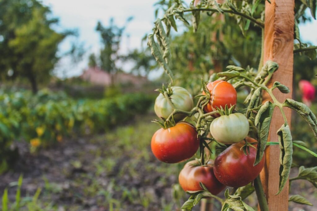 Smart Ways to Use Old Tomato Plants at Season End Smart Ways to Use Old Tomato Plants at Season End