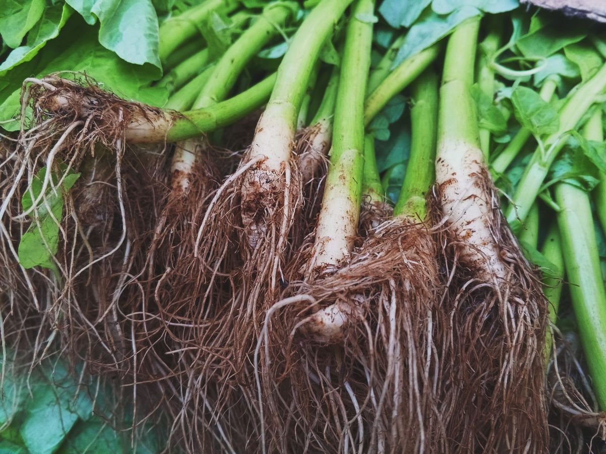 How to Add Calcium to Soil and Fix Deficiencies