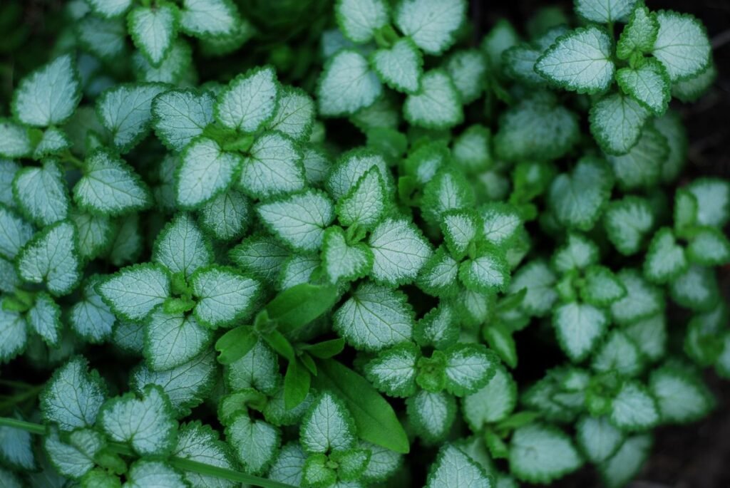 How to Get Rid of Mint Plants and Stop Invasive Spread How to Get Rid of Mint Plants and Stop Invasive Spread