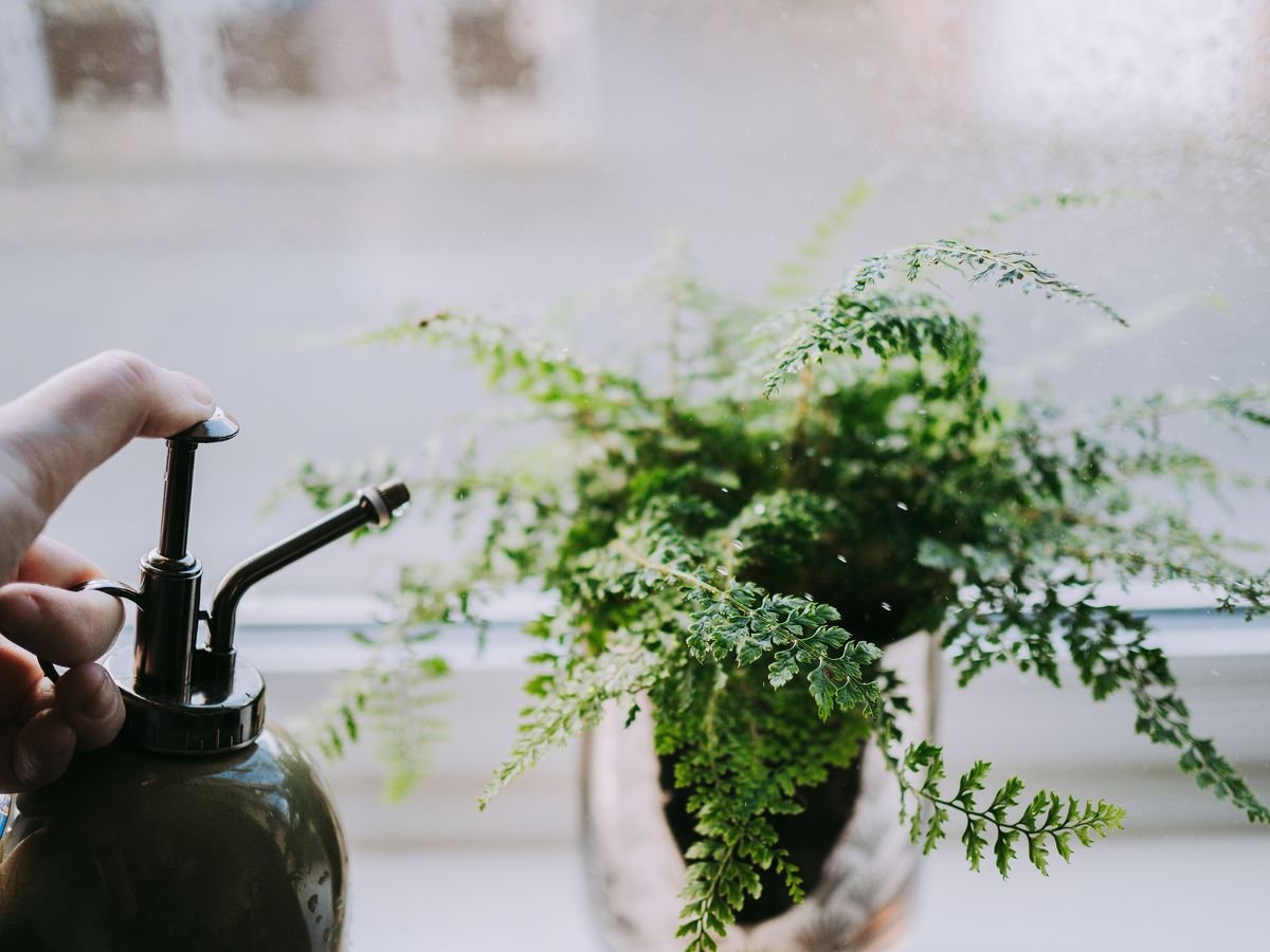 Zebra Plant Size Guide and Growth Tips