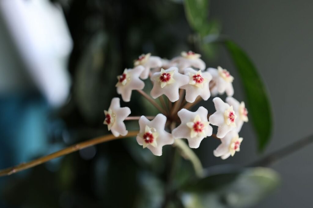 Why Are Hoya Plants So Expensive and Are They Worth It