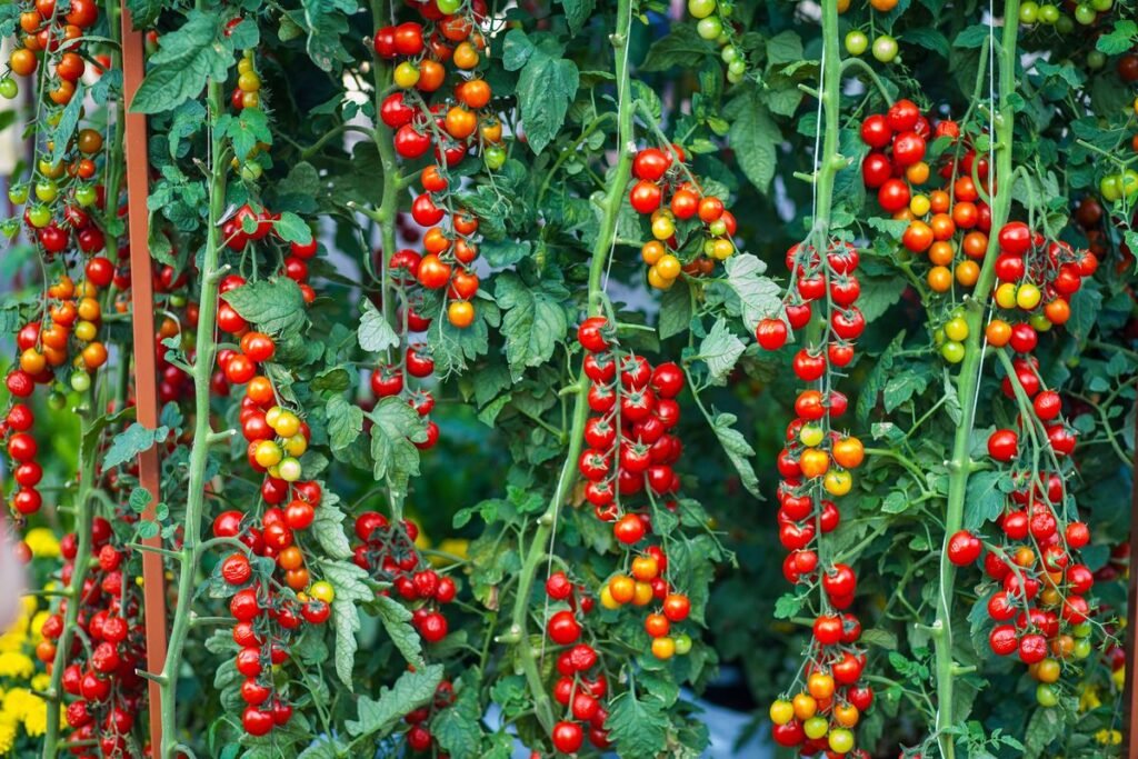 Why Tomatoes Split and How to Stop It Why Tomatoes Split and How to Stop It