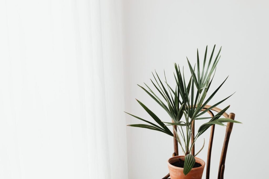Are Majesty Palms Toxic to Cats and Dogs Are Majesty Palms Toxic to Cats and Dogs