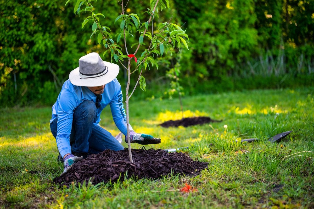 Best Mulch for Repelling Bugs in Your Garden Beds