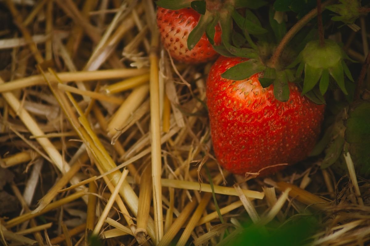 Does Mulch Really Prevent Weeds in Your Garden