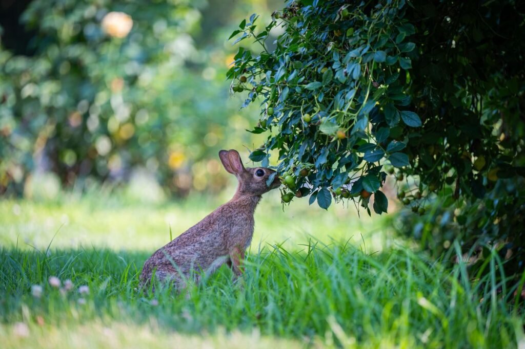 How to Protect Tomato Plants from Rabbits How to Protect Tomato Plants from Rabbits