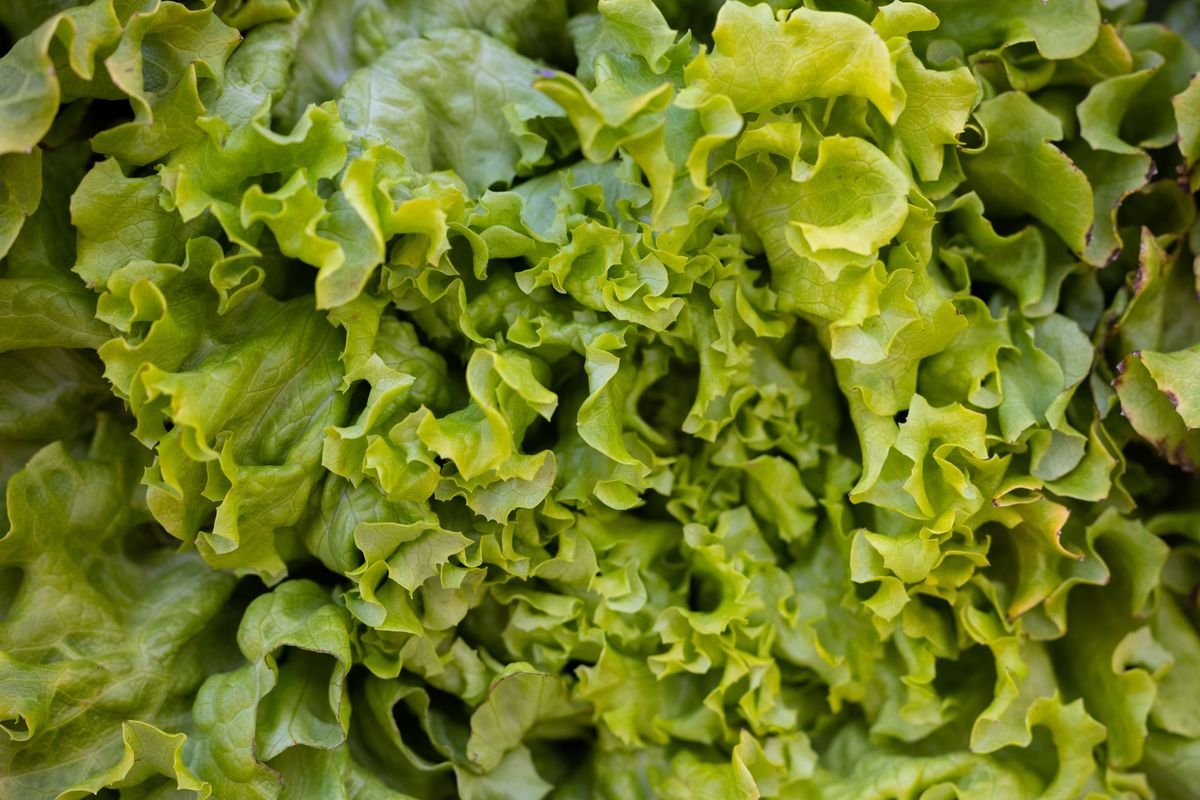 How to Get Rid of Aphids on Lettuce