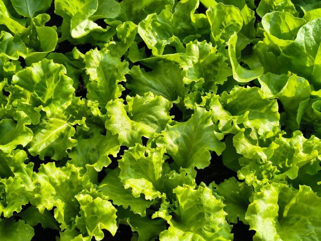 How to Get Rid of Aphids on Lettuce How to Get Rid of Aphids on Lettuce