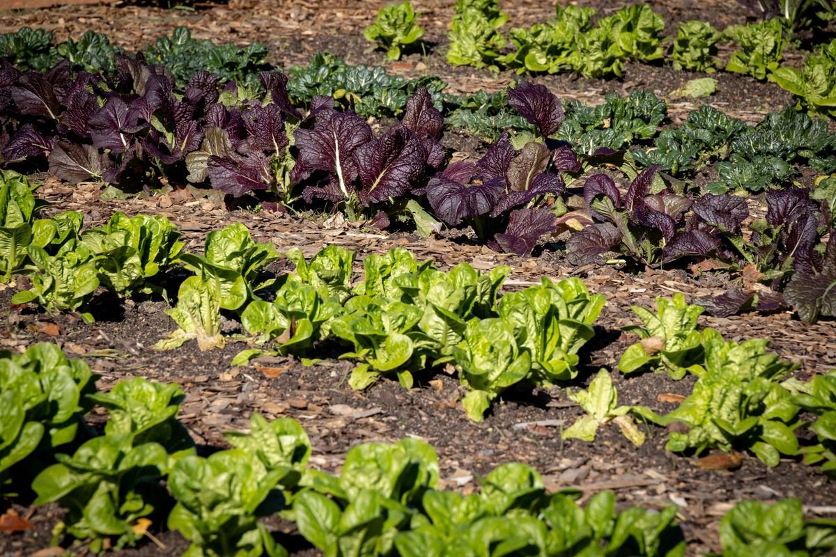 How to Design a Beautiful and Edible Salad Garden